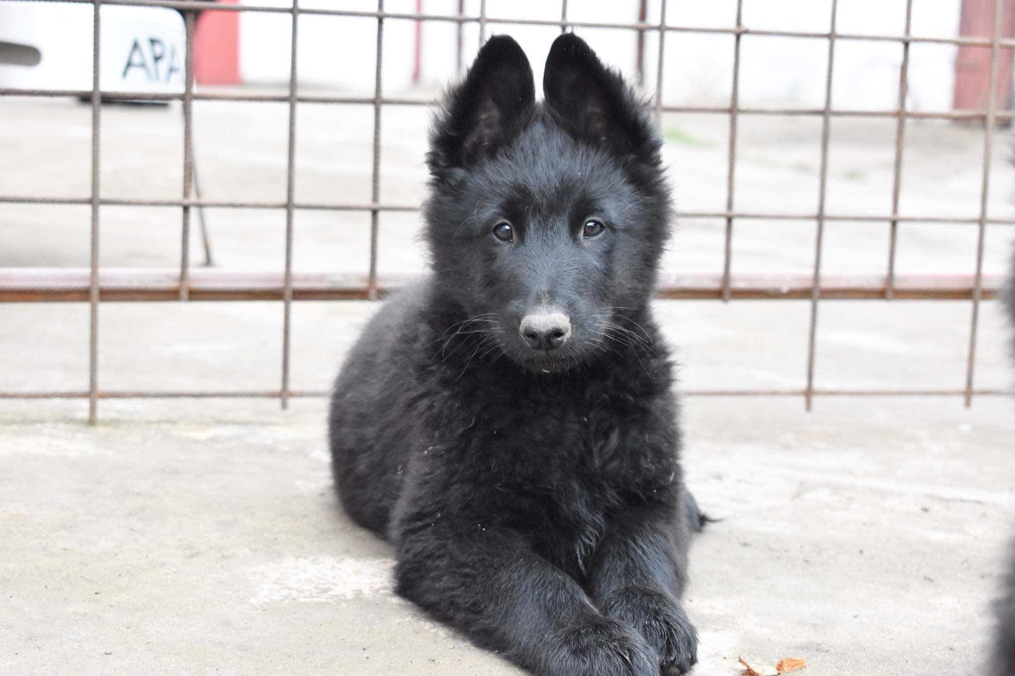 10 weeks old