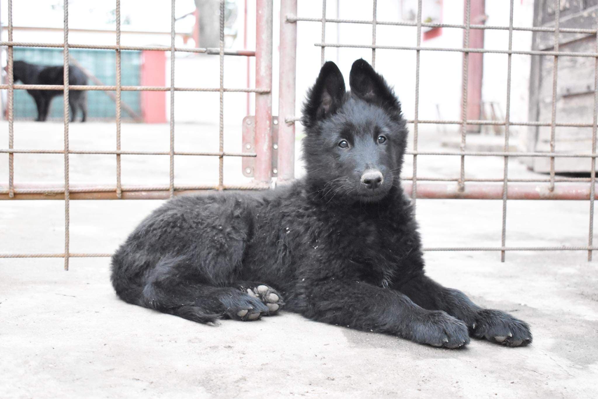 10 weeks old
