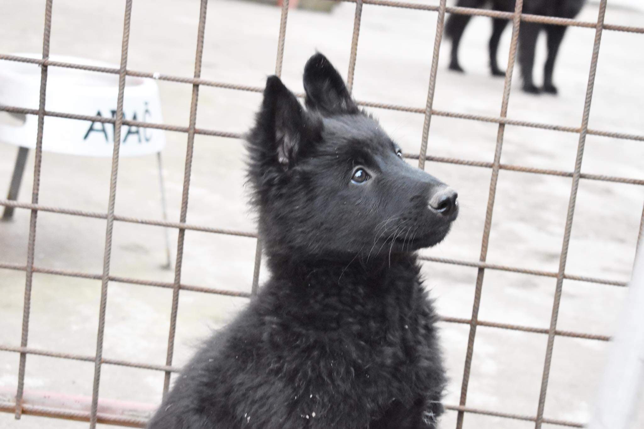 10 weeks old