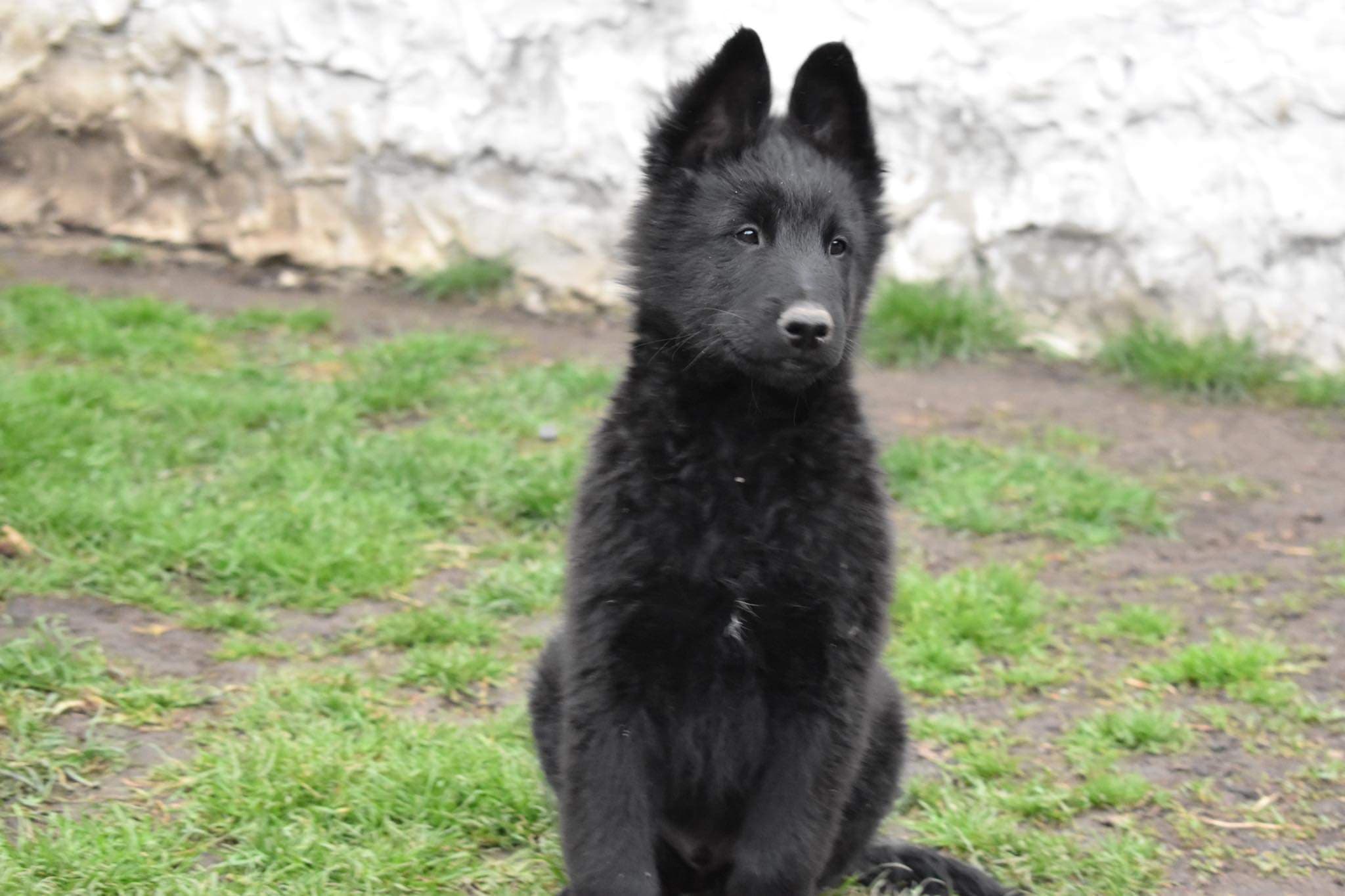 10 weeks old