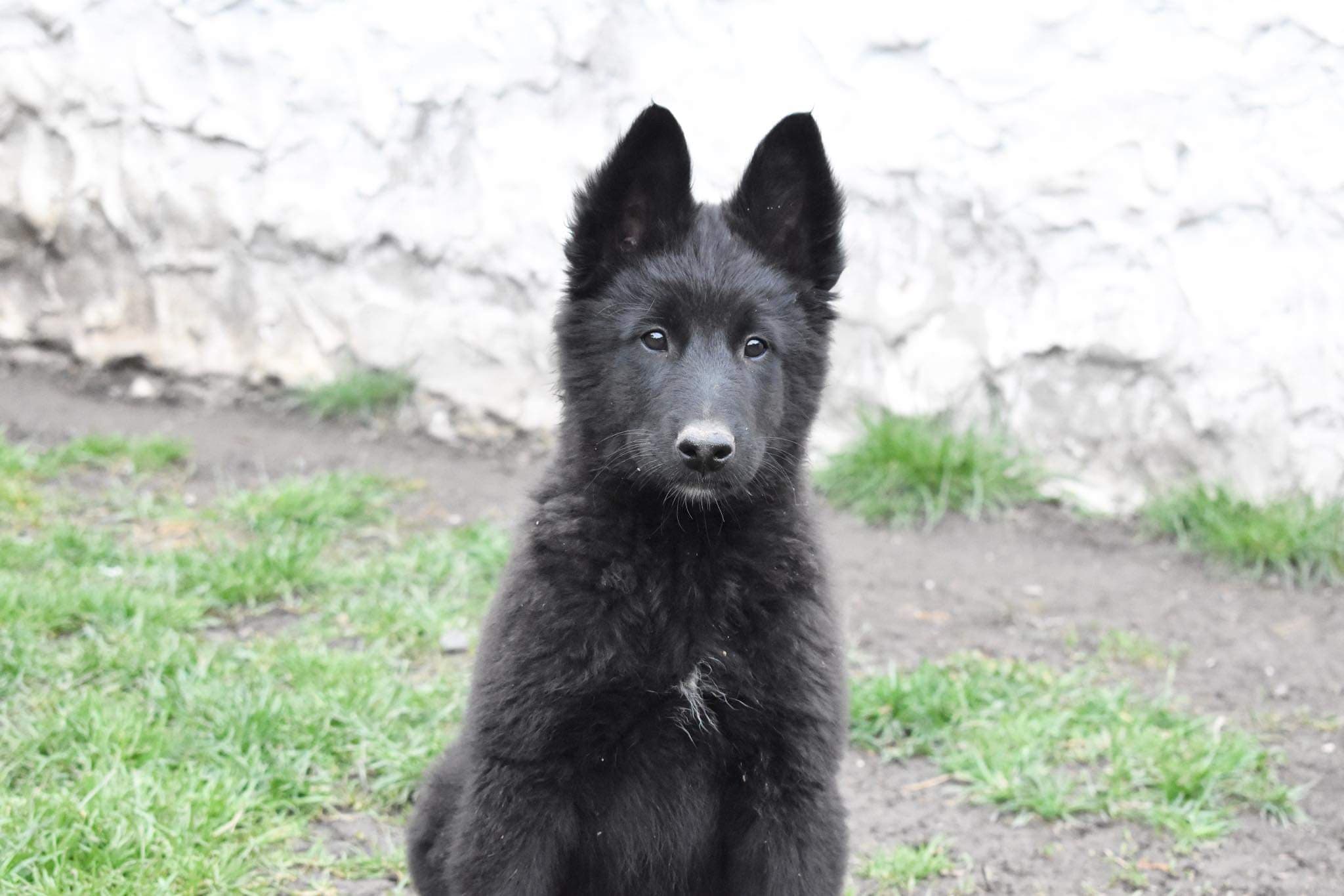 10 weeks old 1