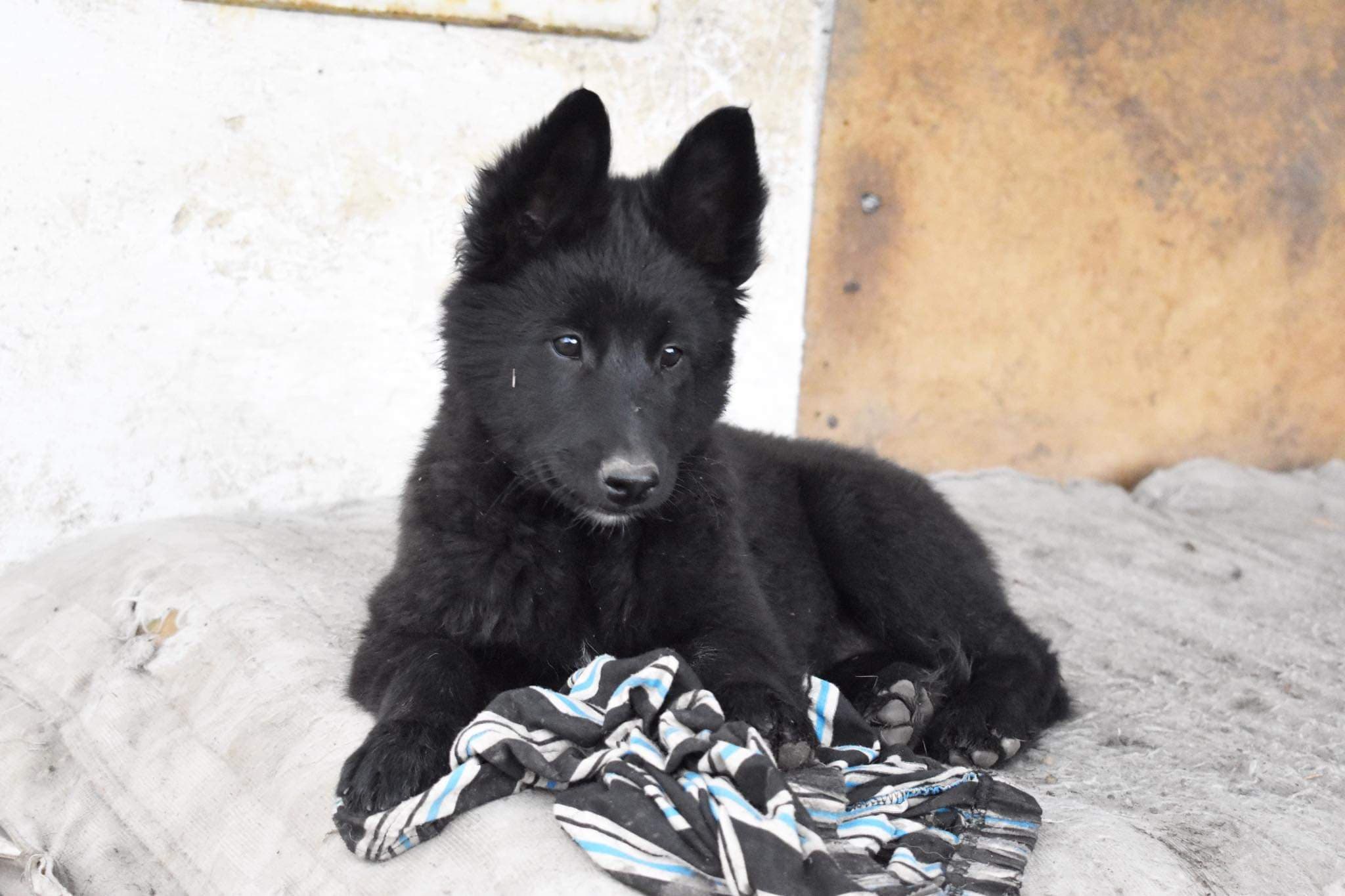 10 weeks old 2