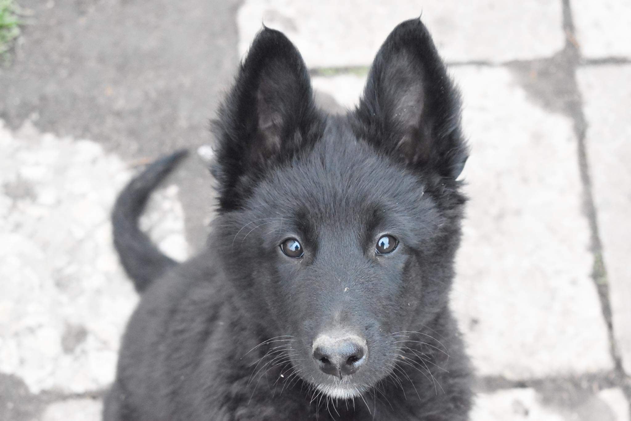 10 weeks old 3