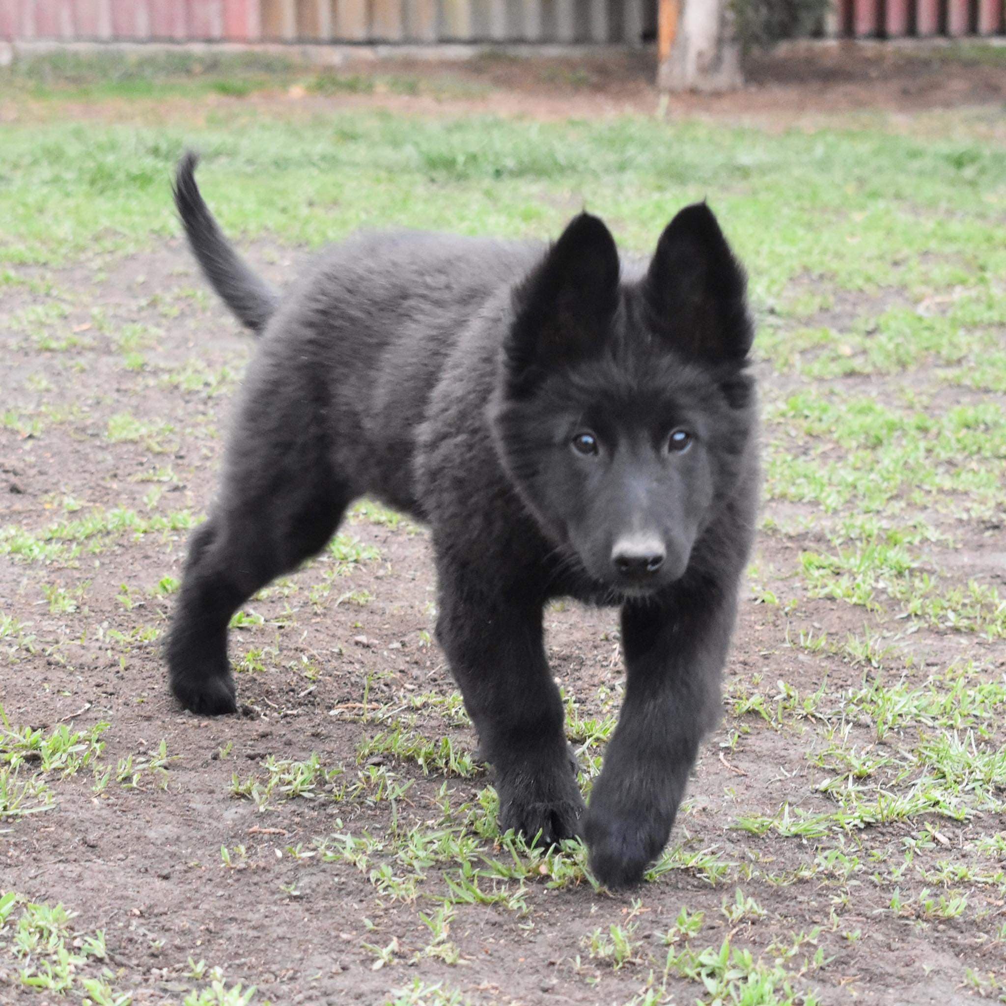 10 weeks old 4