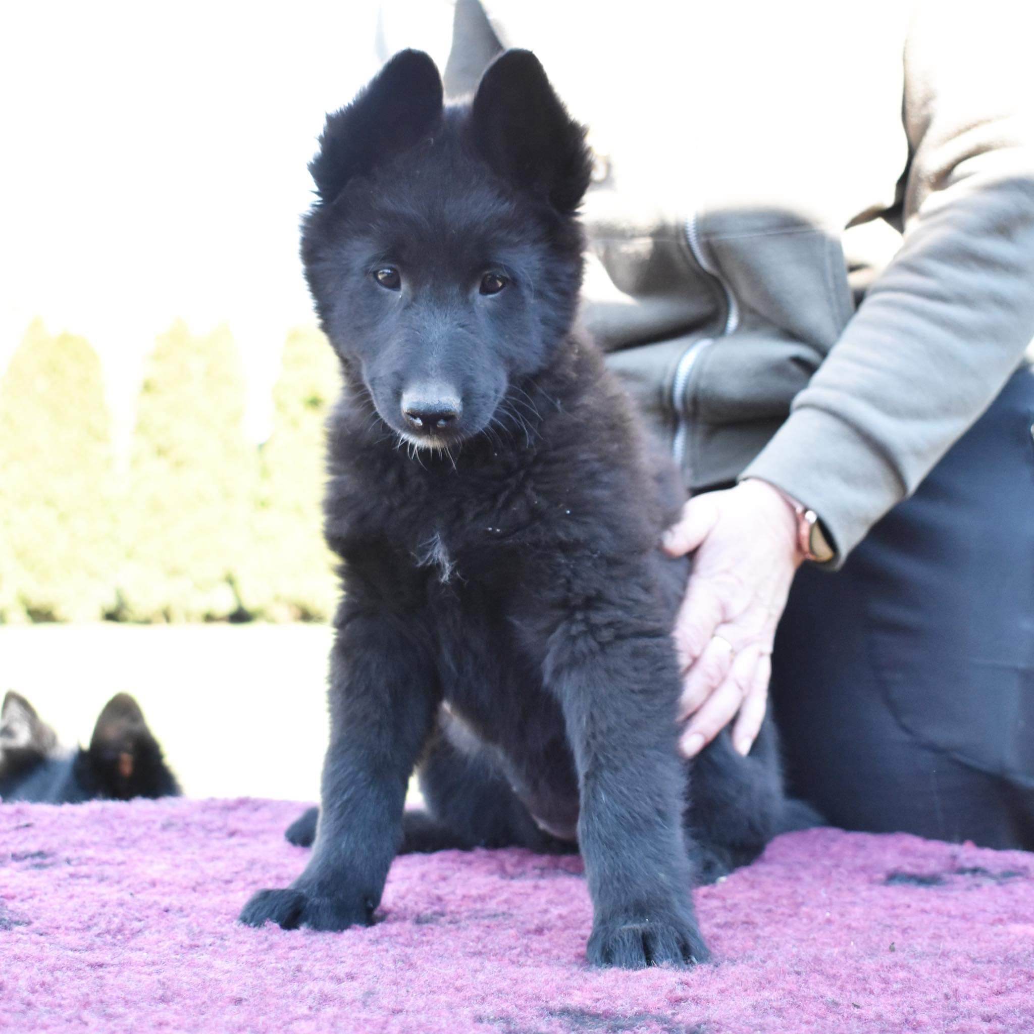9.5 weeks old 7