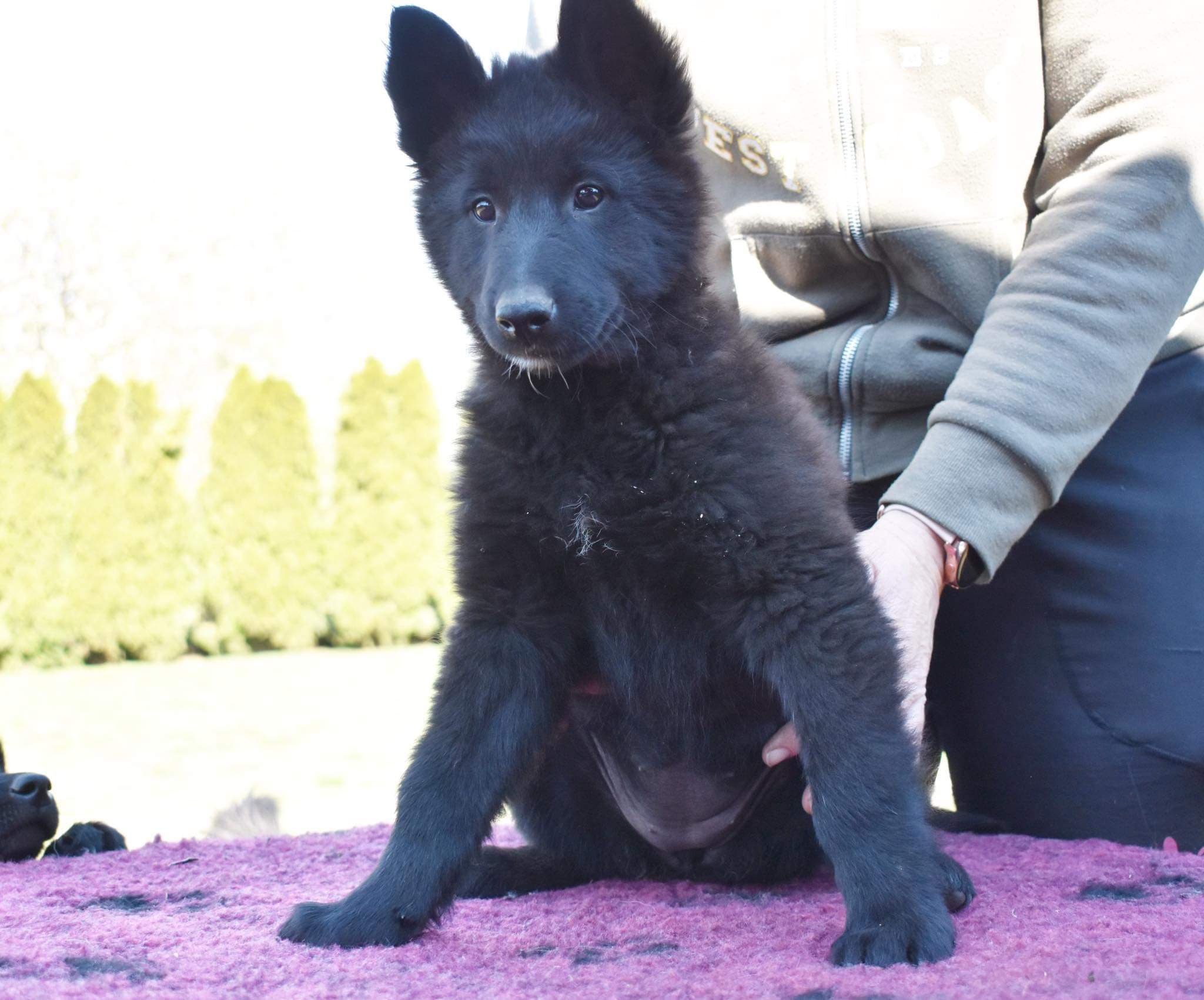 9.5 weeks old 9