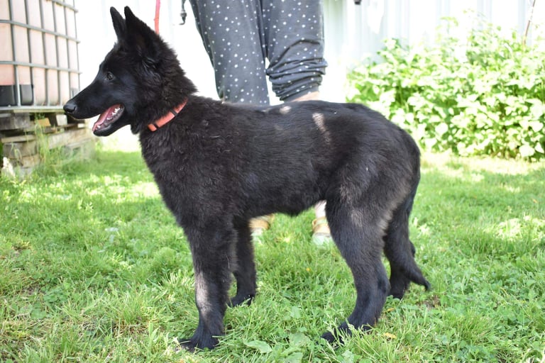 15 weeks old 1