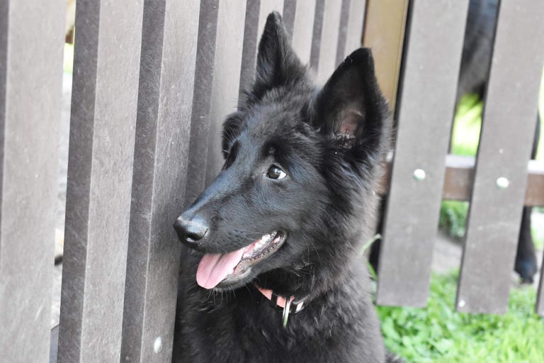 15 weeks old 2