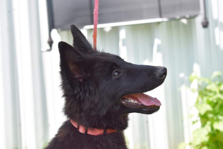 15 weeks old 3