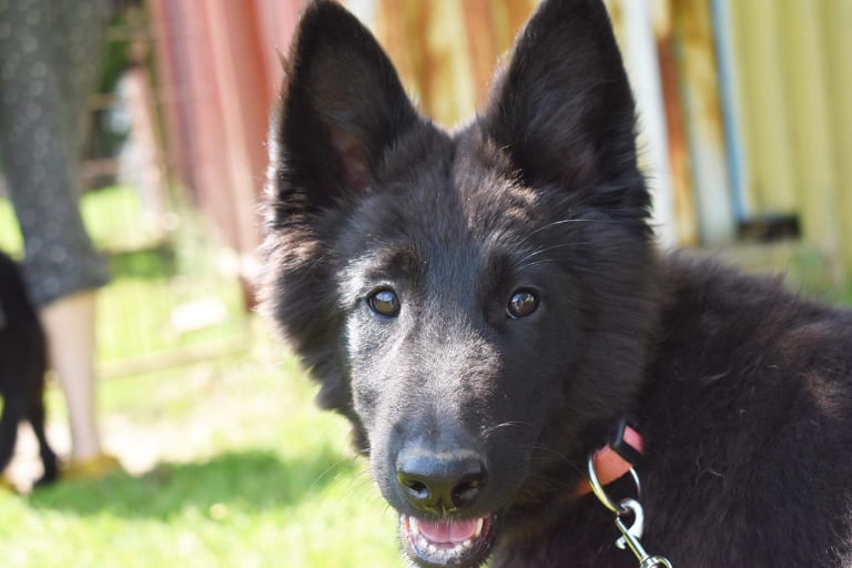 15 weeks old 4