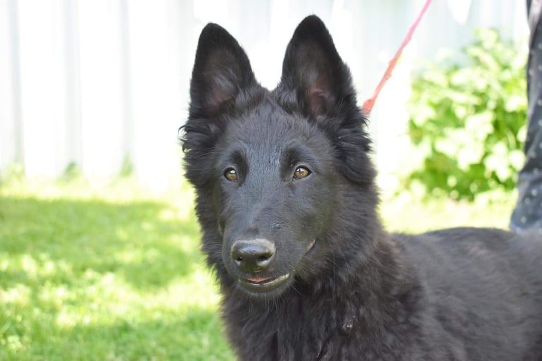 15 weeks old