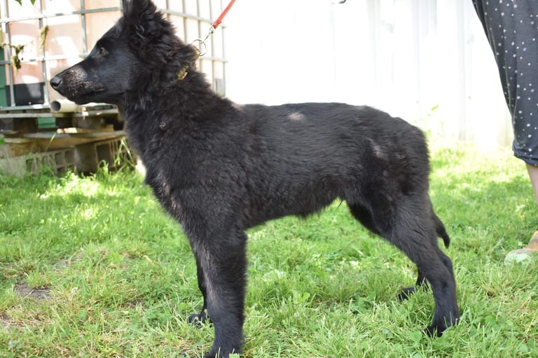 15 weeks old