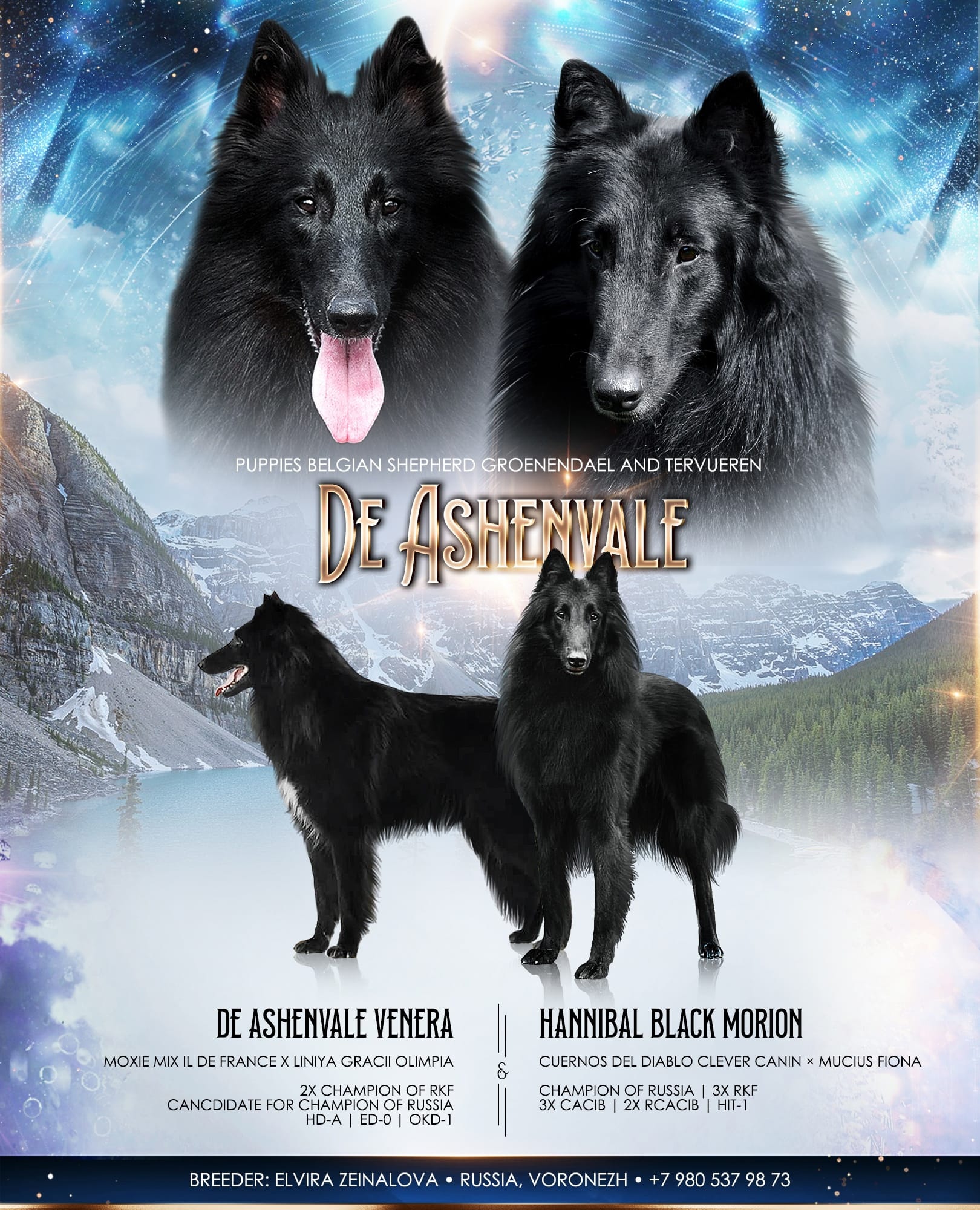 Krytí Hannibal + De Ashenvale Venera