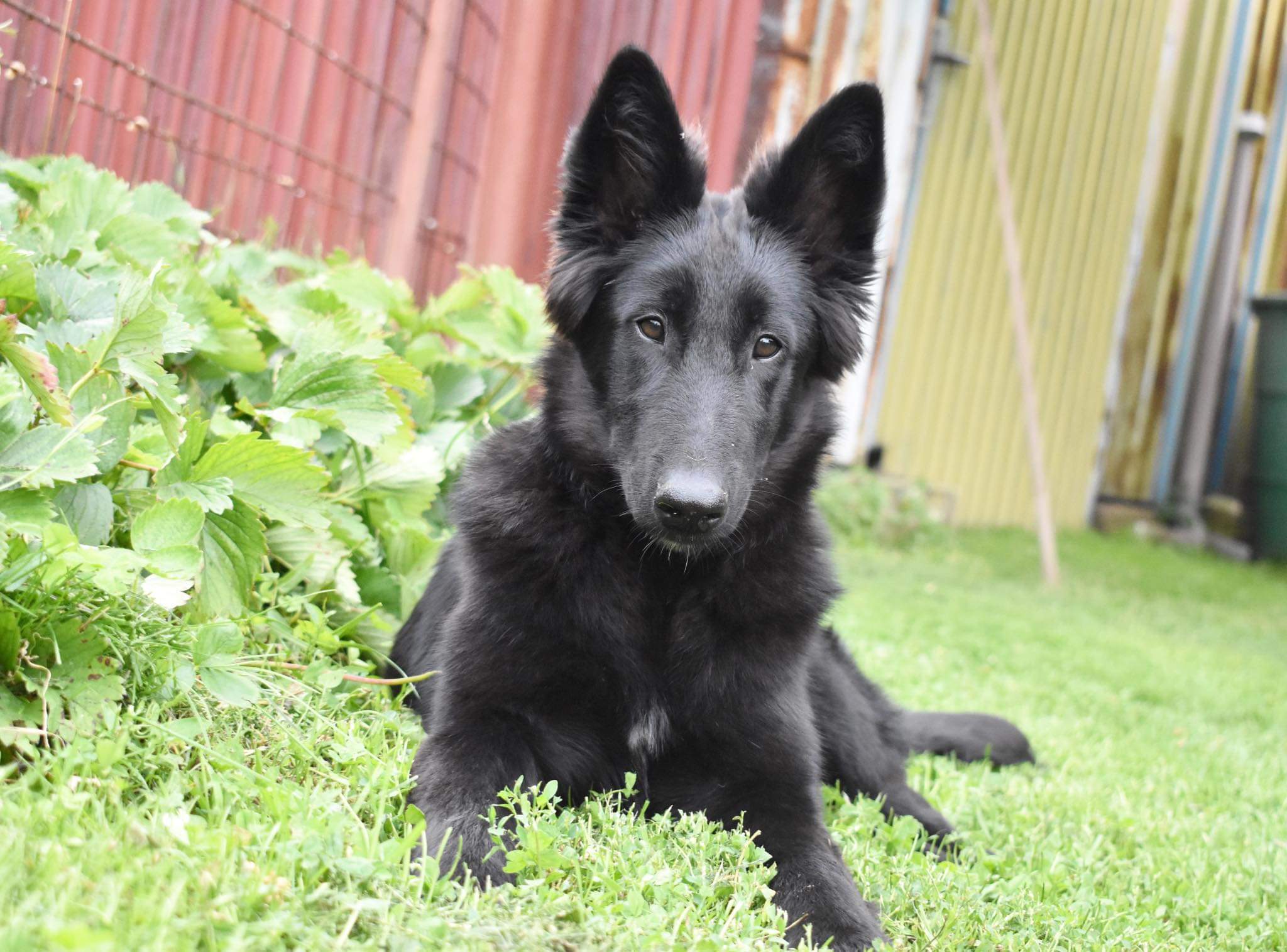 4.5 months old 4