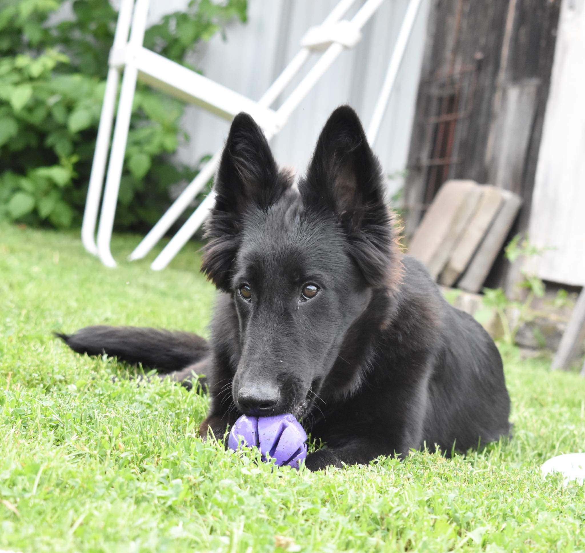 4.5 months old 5