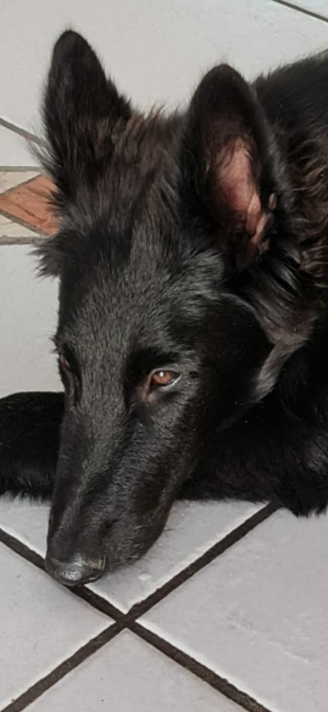 5 months old