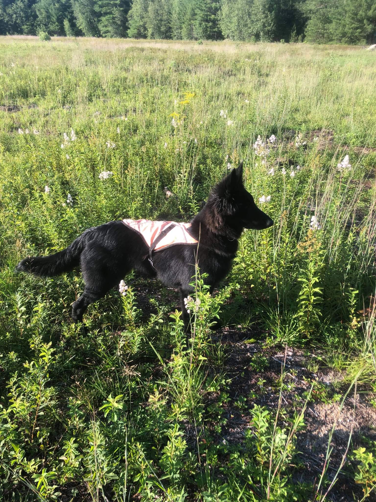 5.5 months old 1