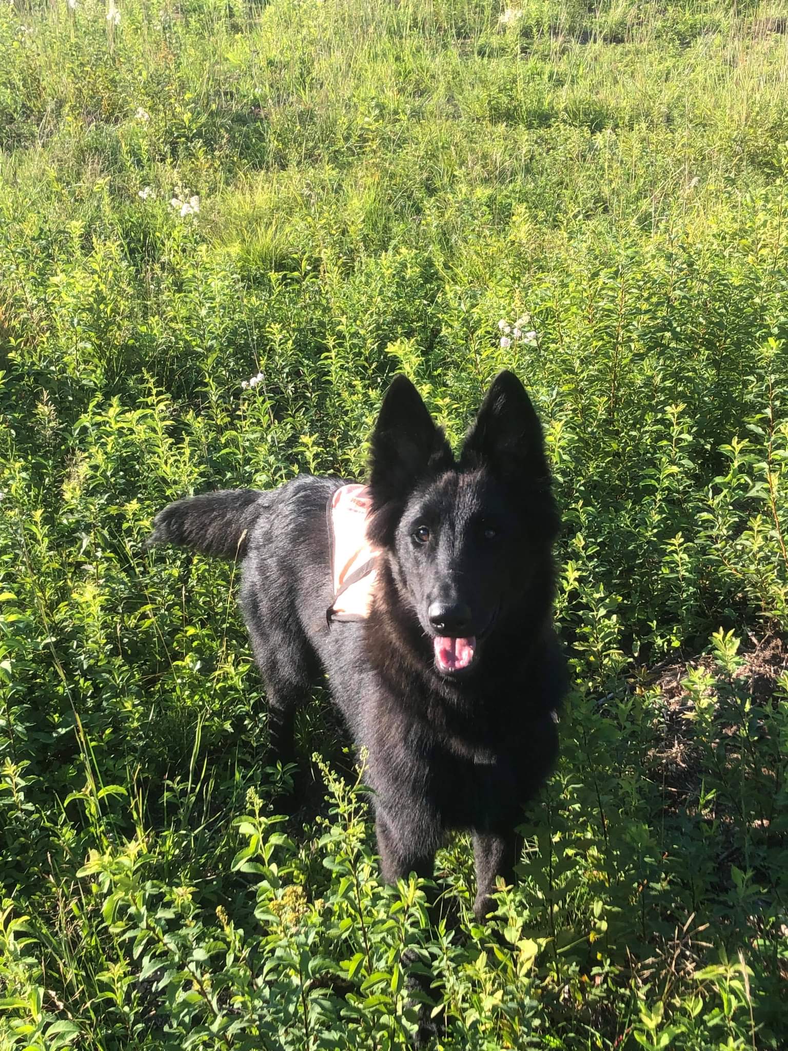 5.5 months old 2