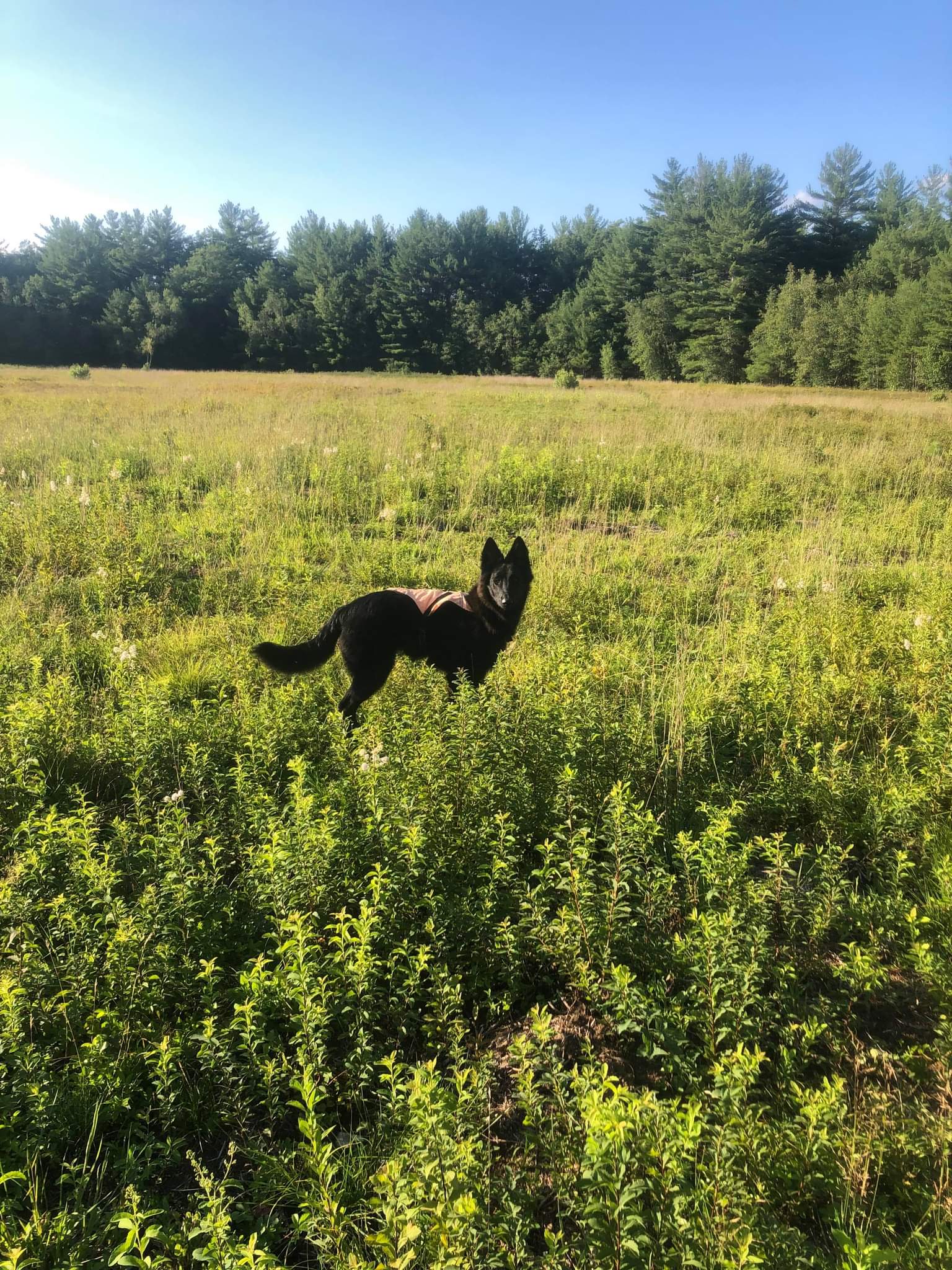 5.5 months old 3