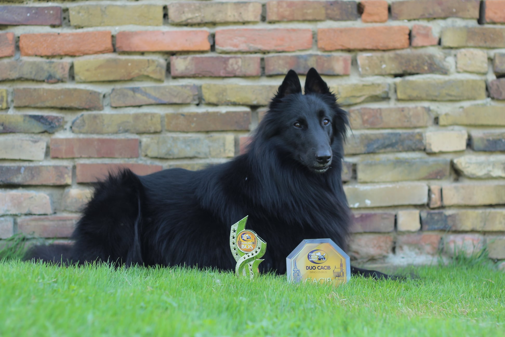 2 years, Duocacib Brno 1