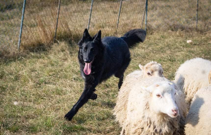 8 months old with sheep 1