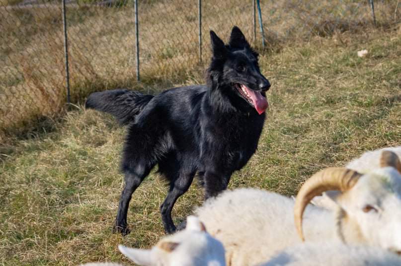8 months old with sheep 2