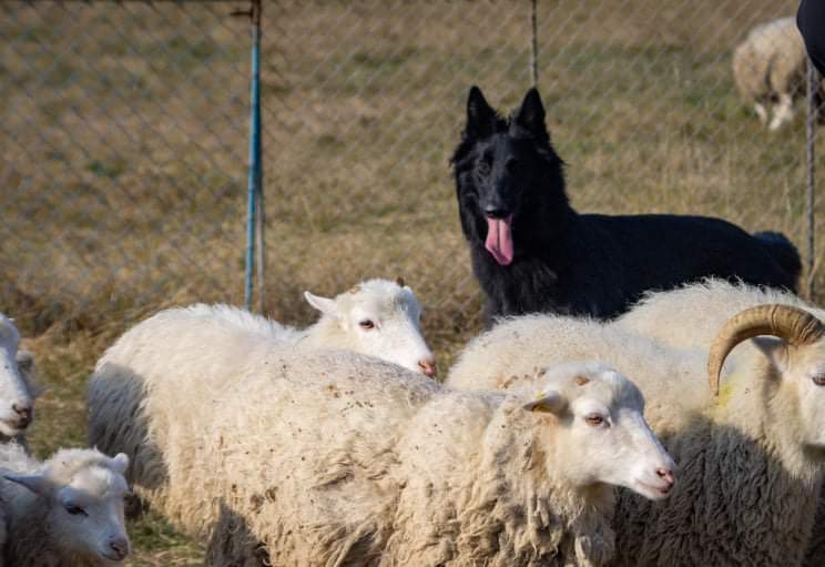 8 months old with sheep 3