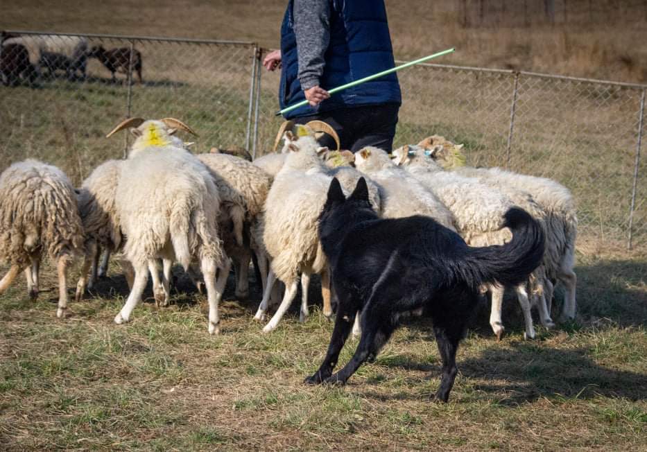 8 months old with sheep 4