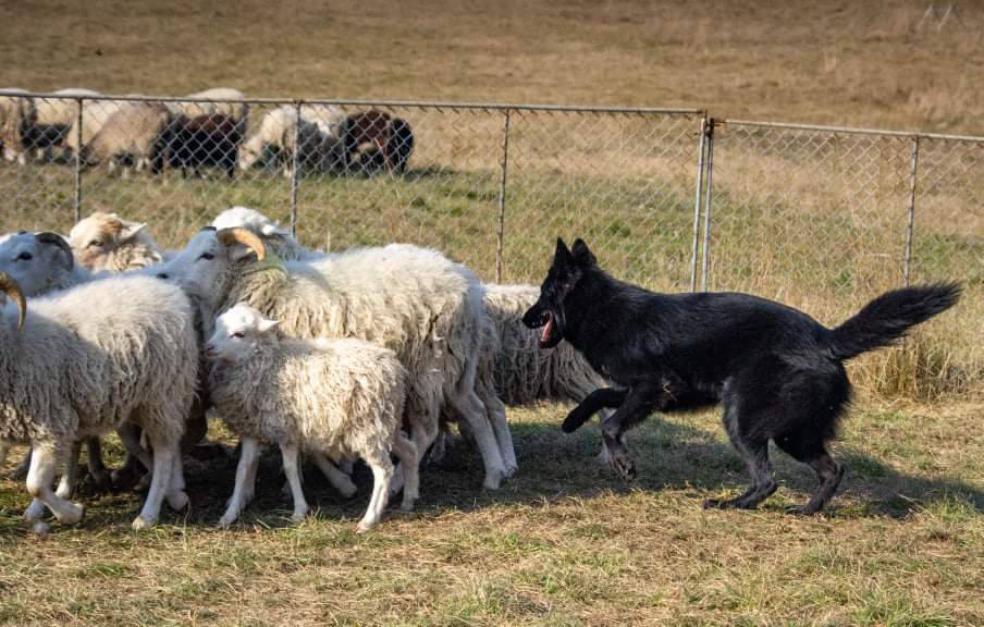 8 months old with sheep 5