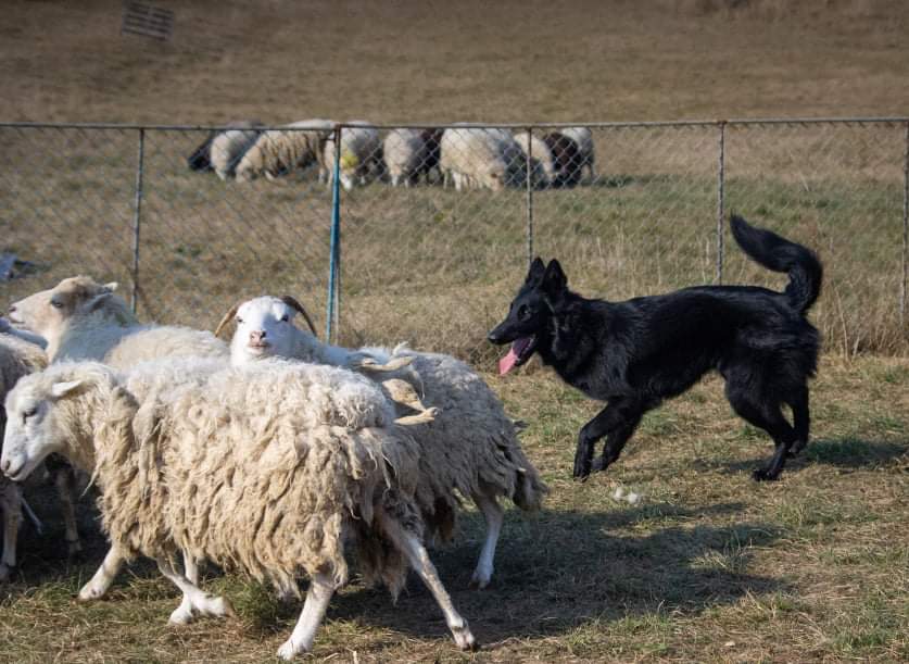 8 months old with sheep 6