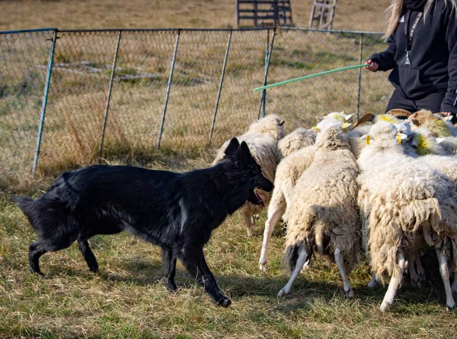 8 months old with sheep 7