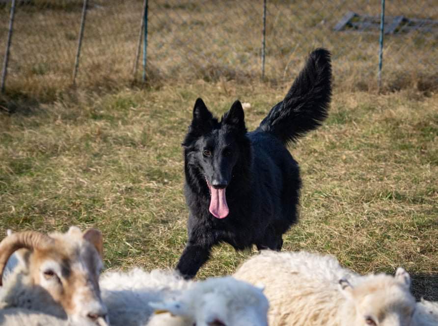 8 months old with sheep 8
