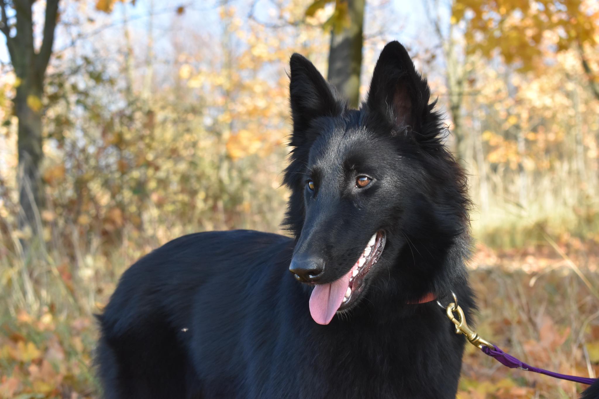 Chelsea, Gioja a Mucius Fiona