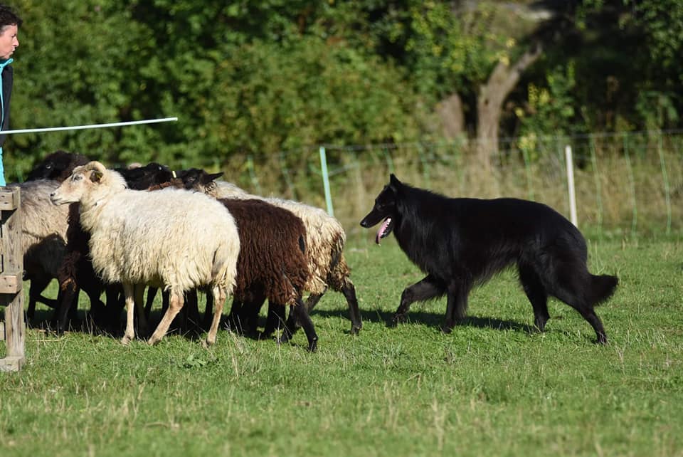 2.5 years, herding tests 2