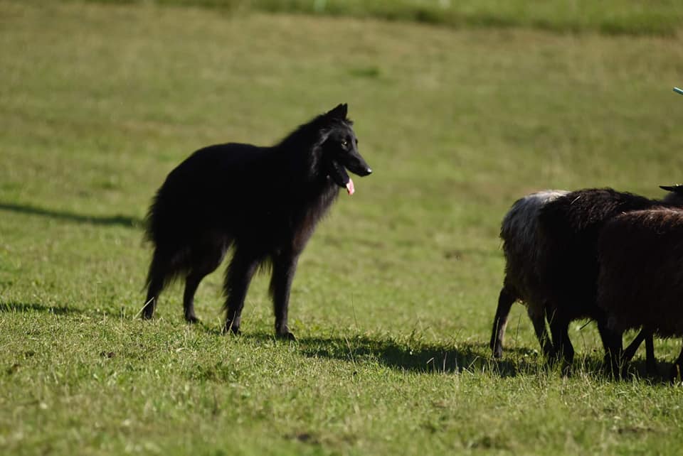 2.5 years, herding tests 3