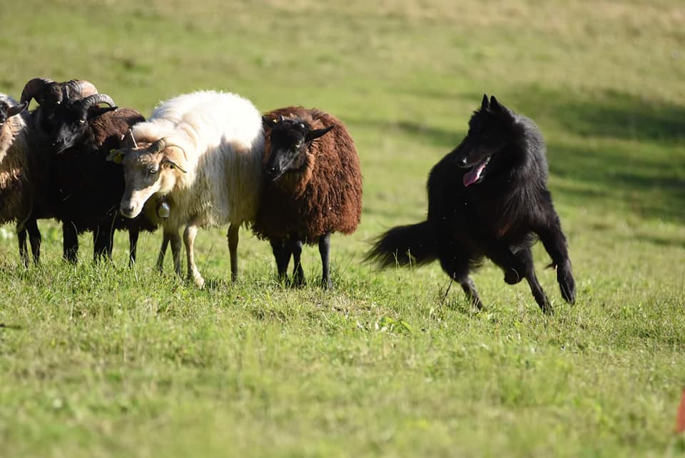 2.5 years, herding tests 4