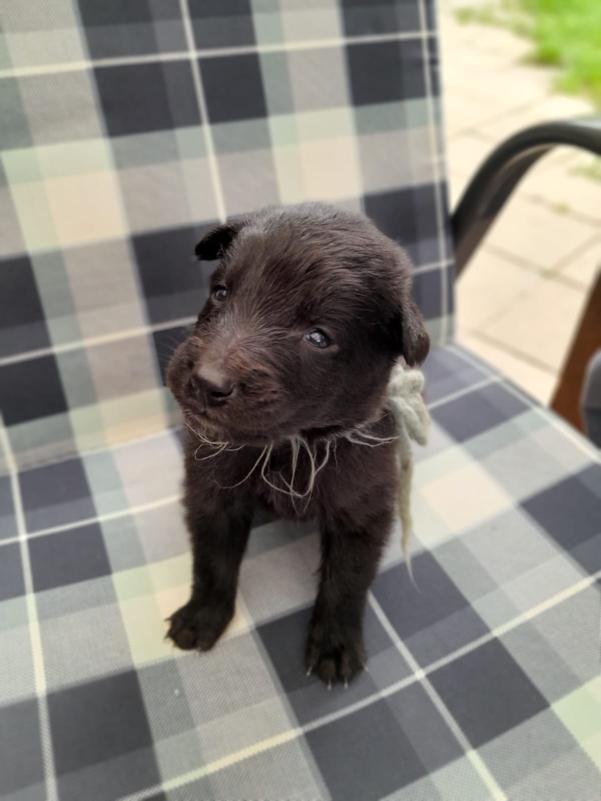 Puppies 4