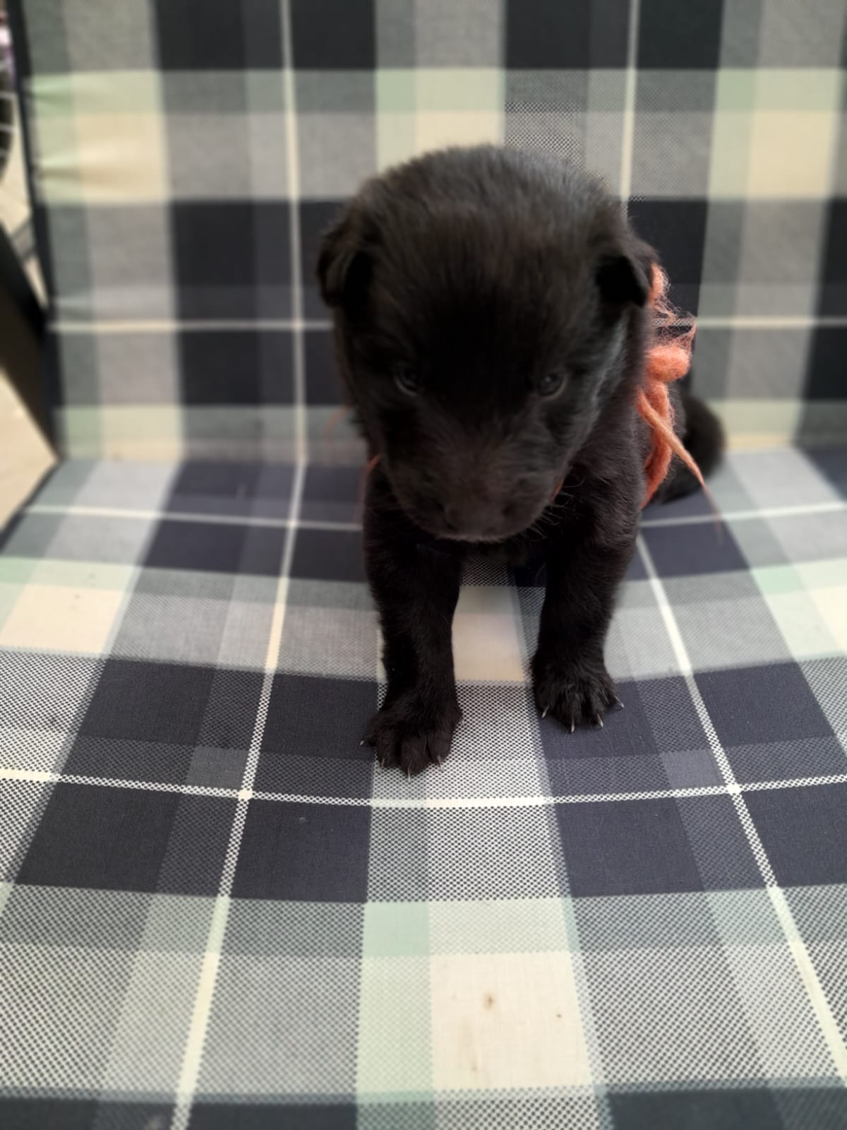 Puppies 3