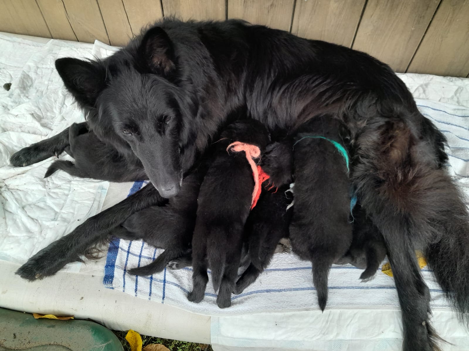 Puppies 1