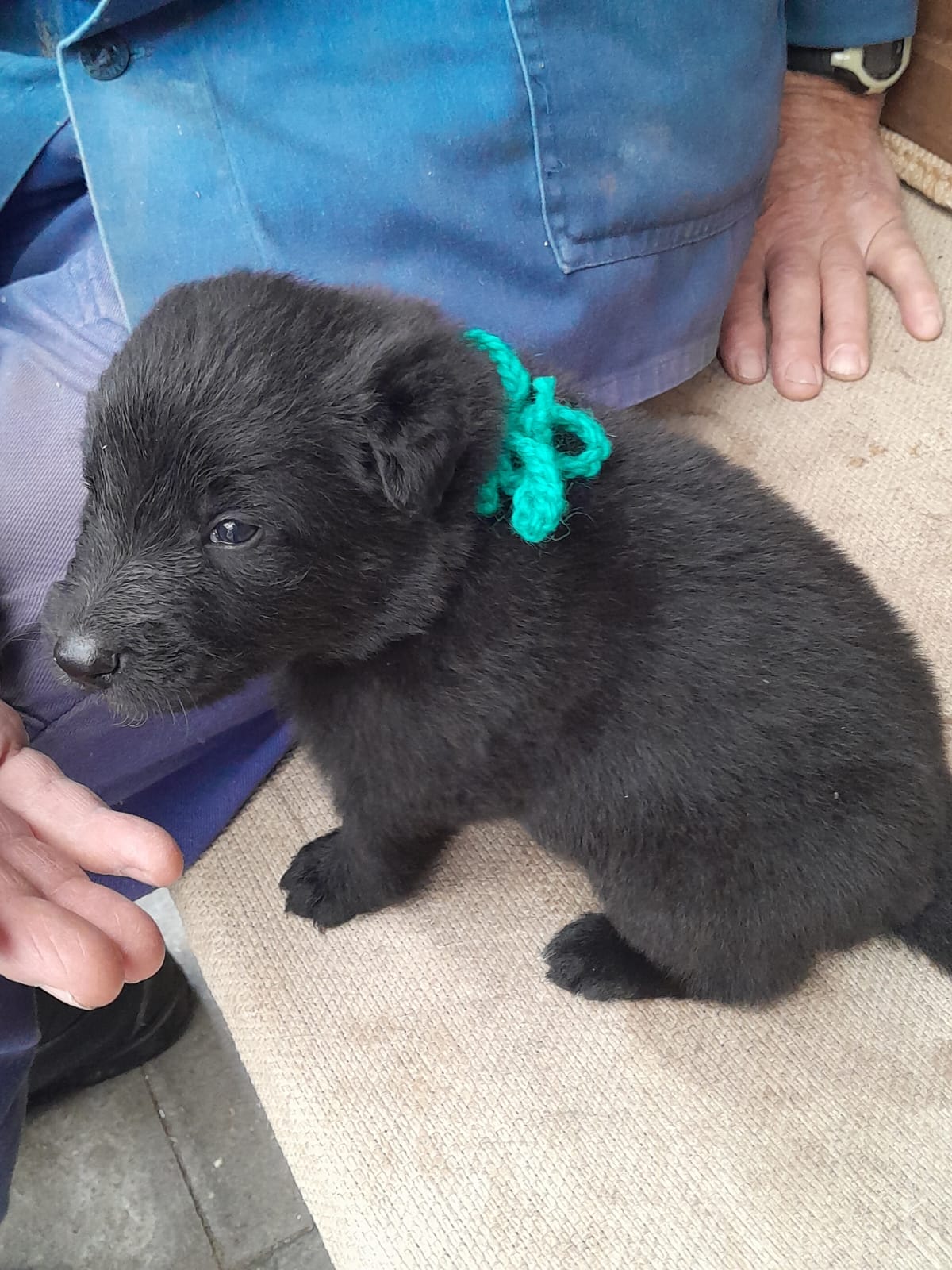 Puppies 2