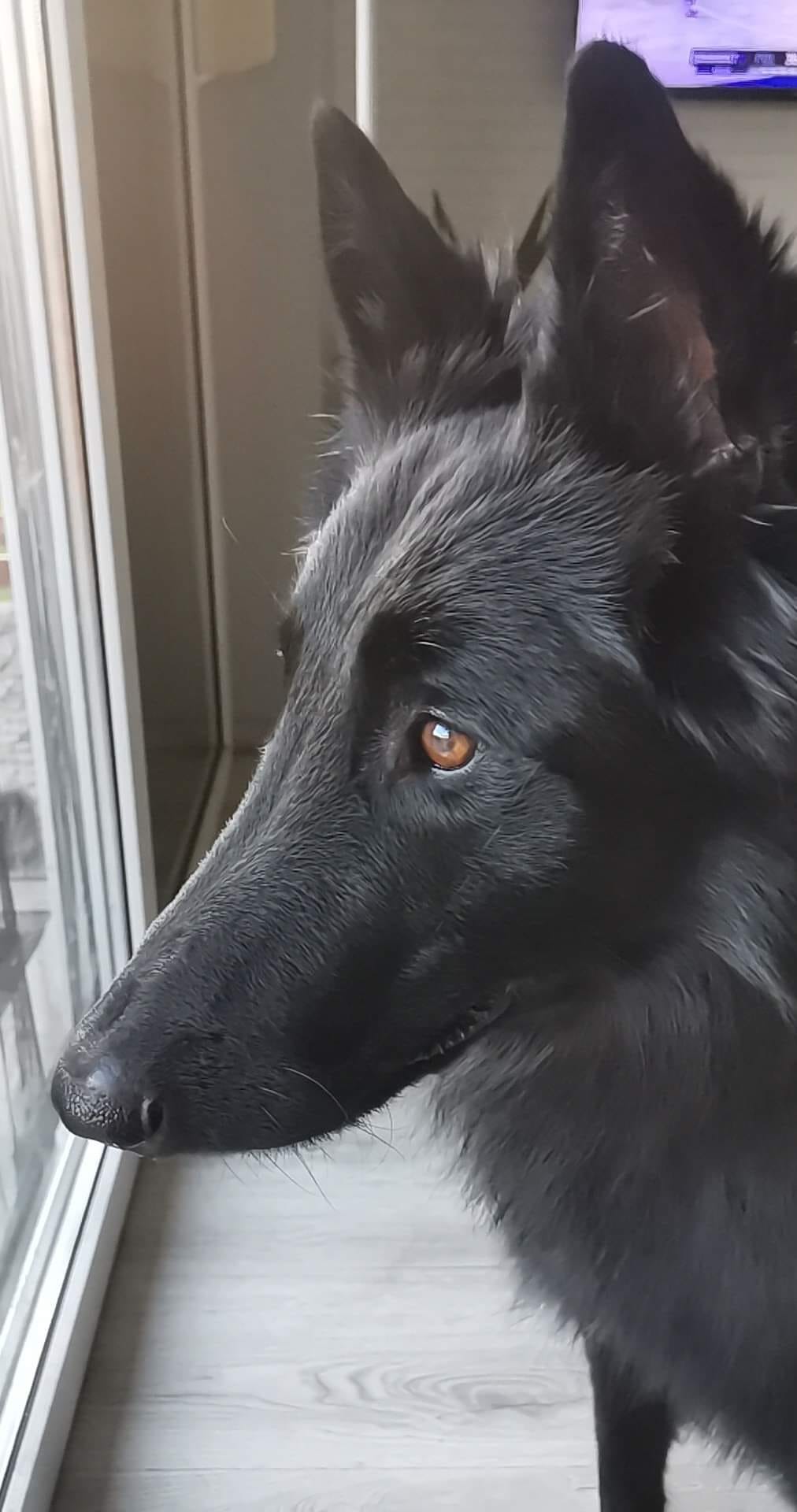 18 months old