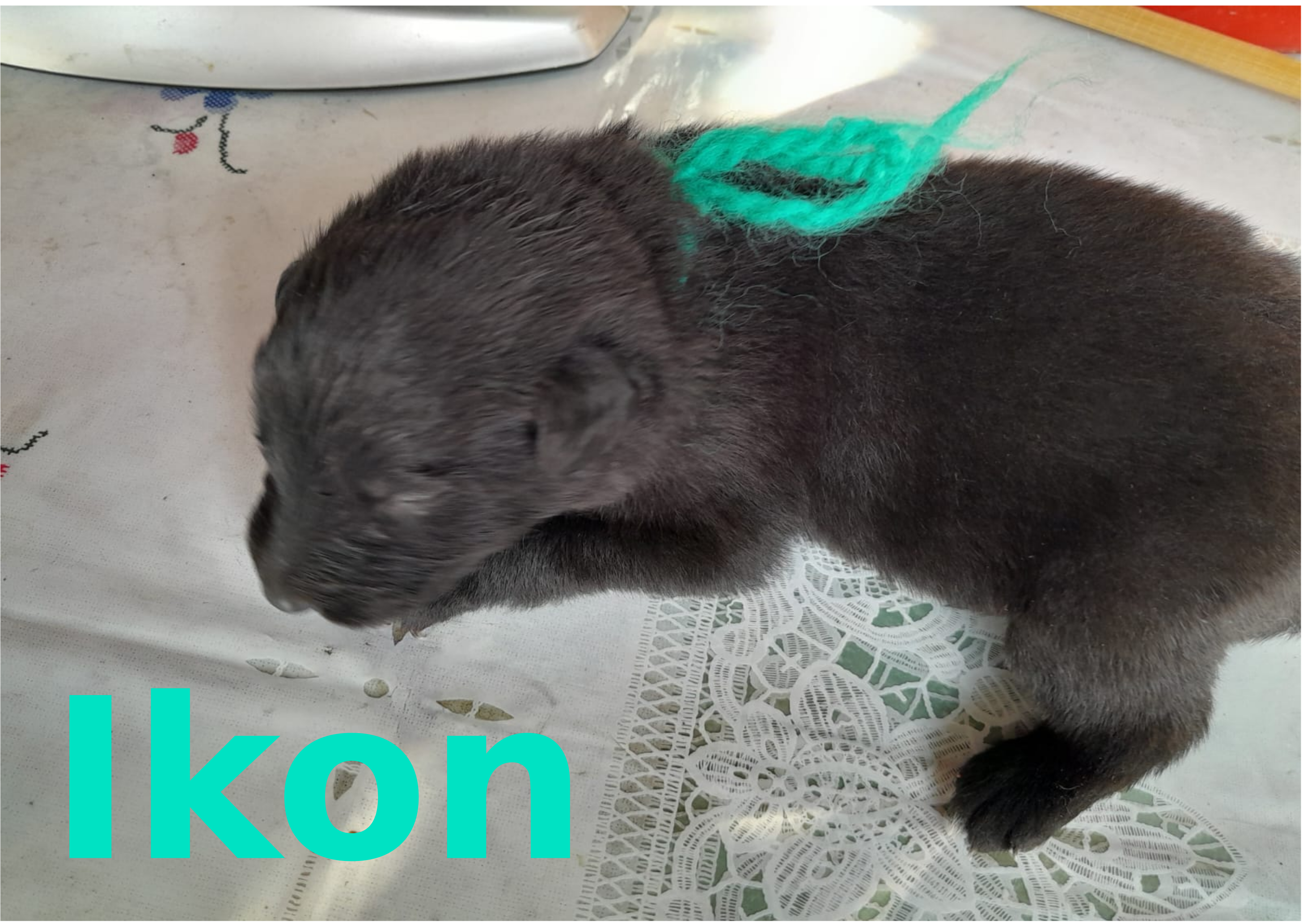 Štěňátka 2