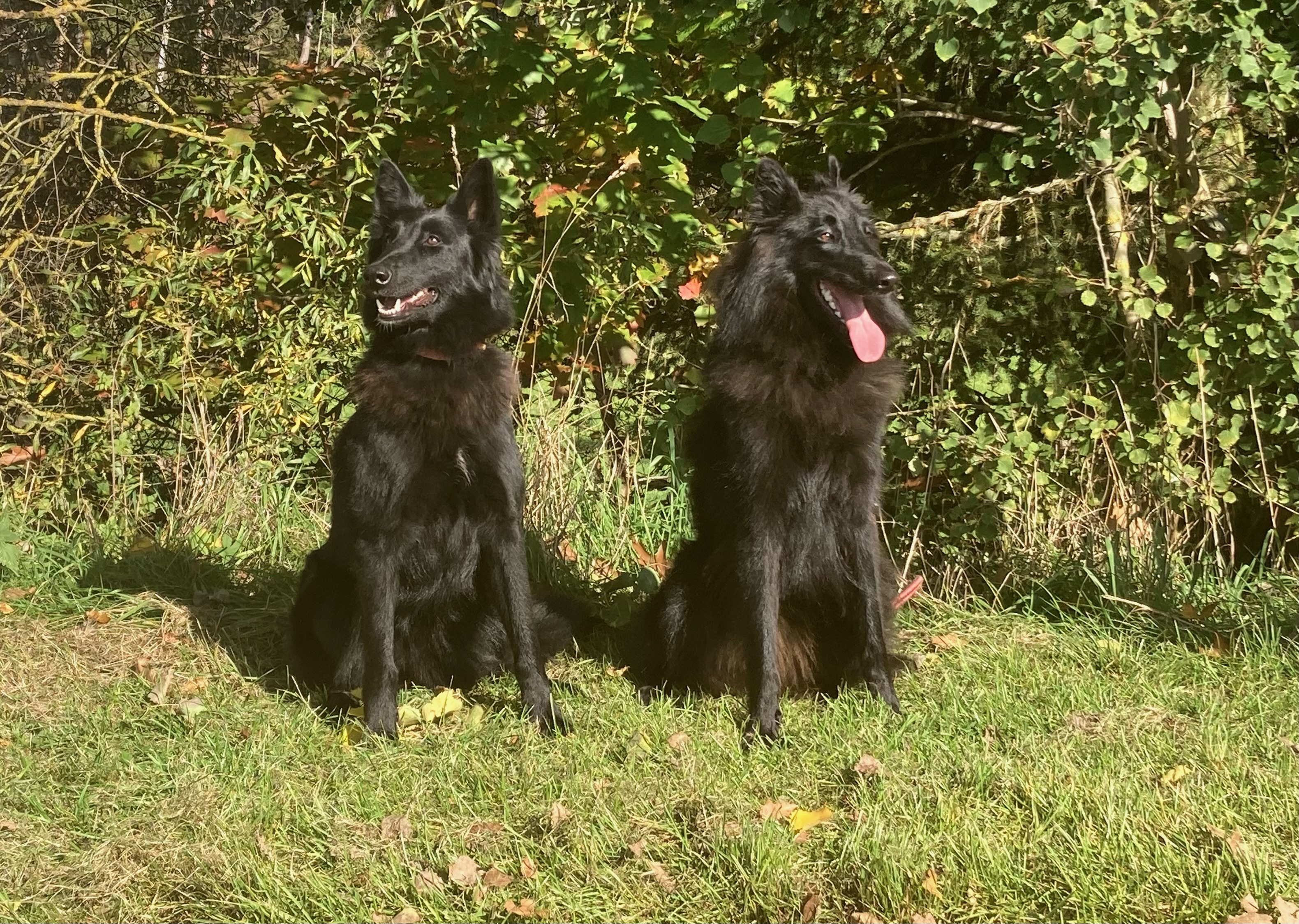 Chelsea and Baloo Black Bohemia Liberta 1