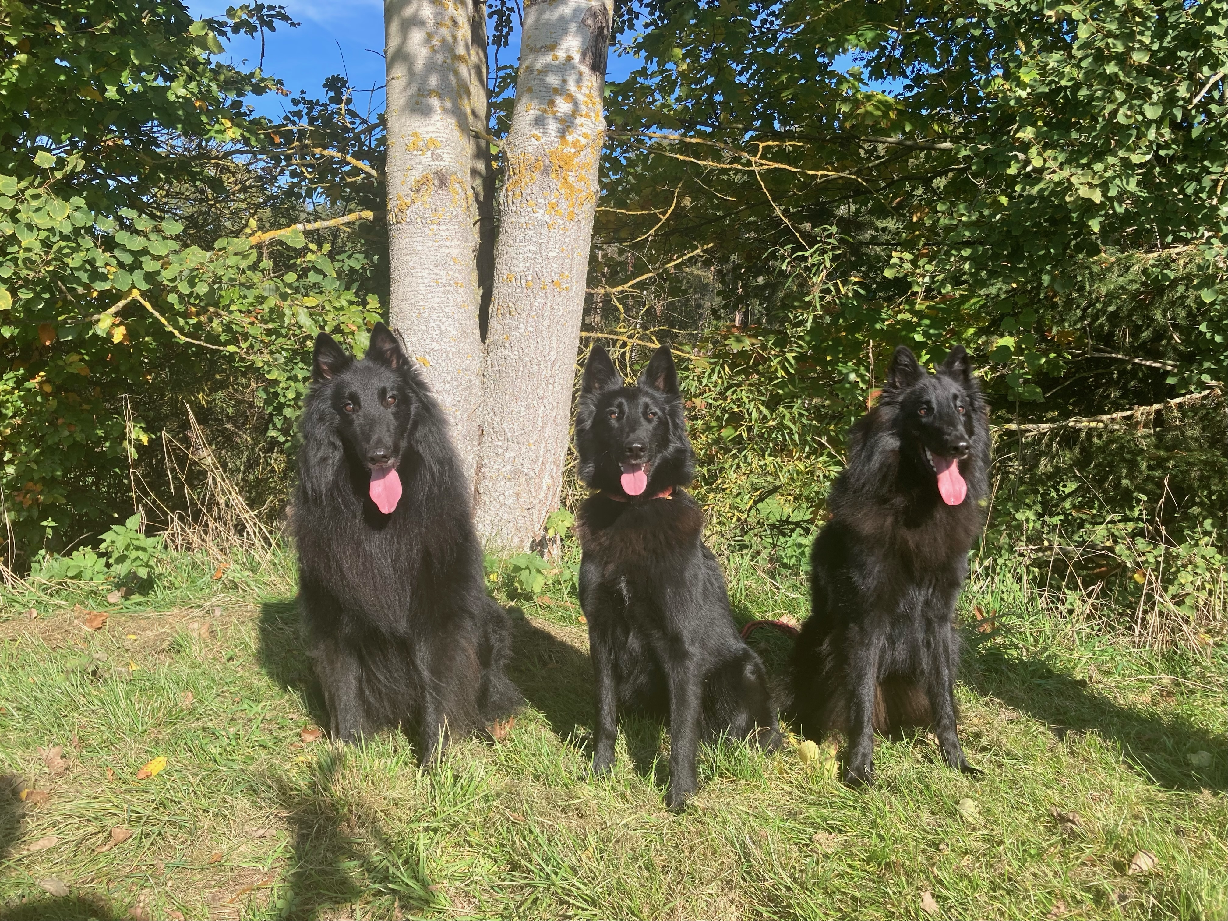 Chelsea and Baloo Black Bohemia Liberta 2