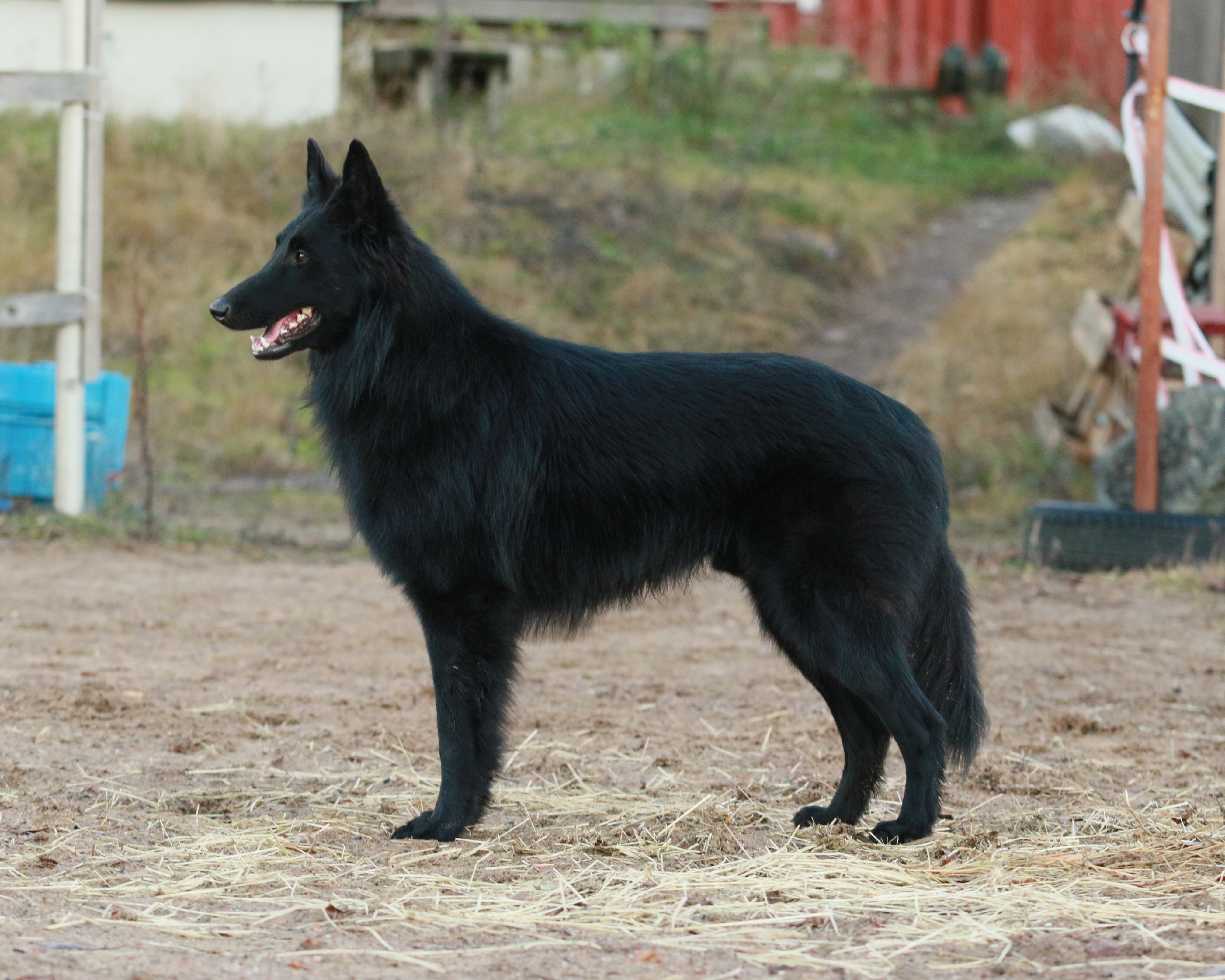 19 months old 10
