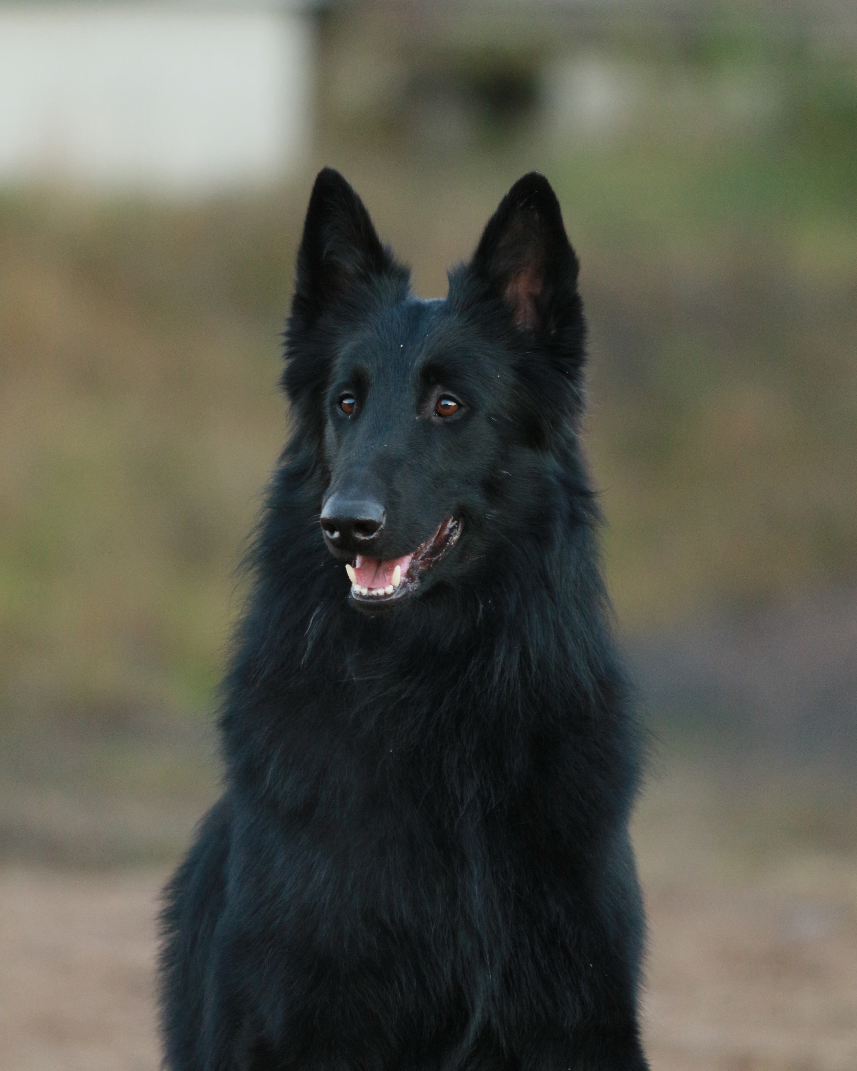 19 months old 4