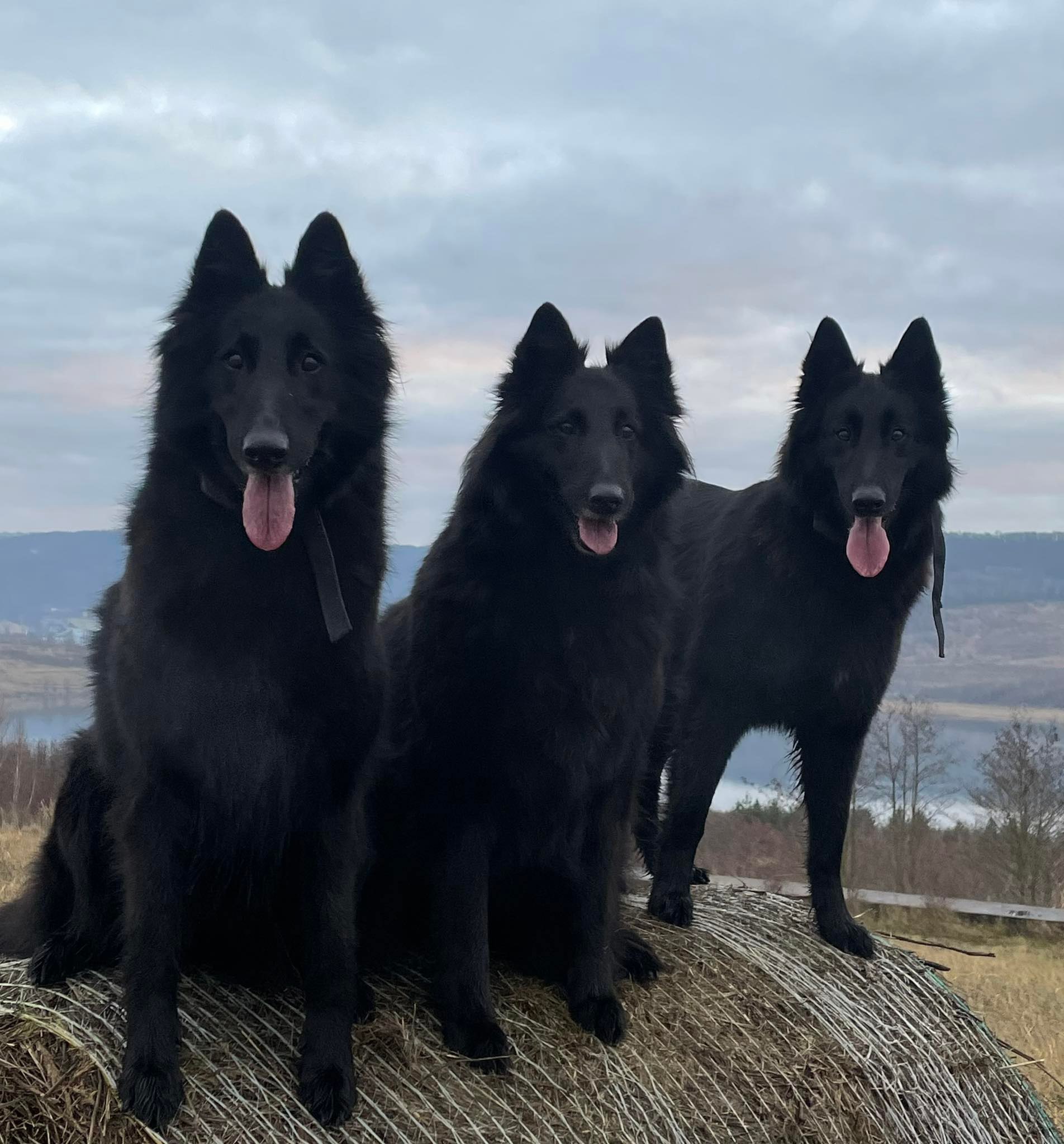 Gioja, Fiona, Chelsea 1