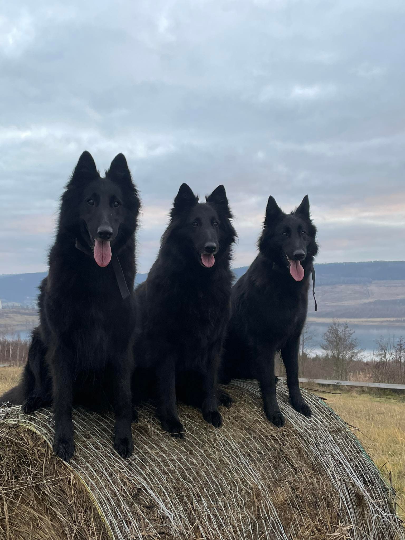 Gioja, Fiona, Chelsea 2