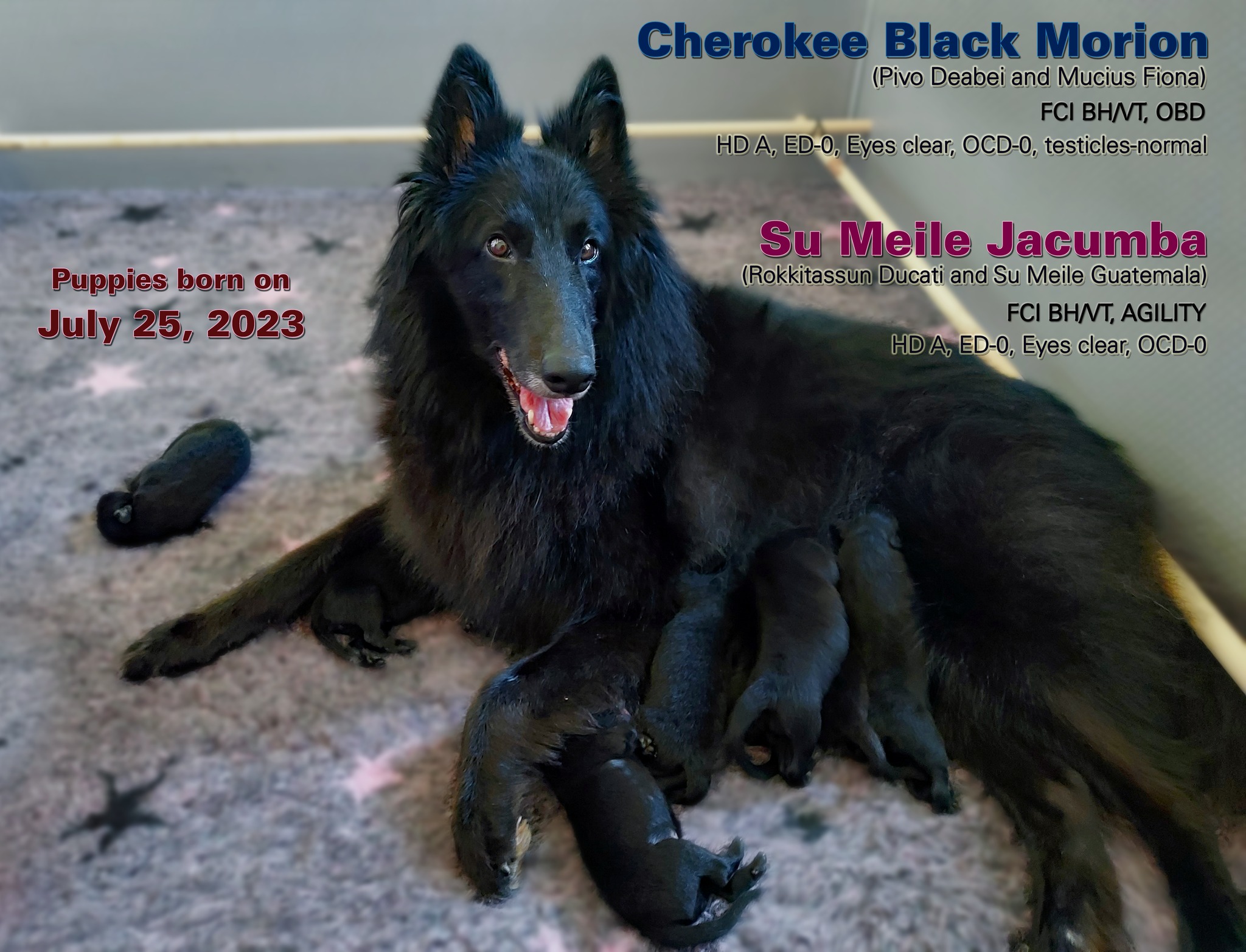 Cherokee + Su Meile Jacumba