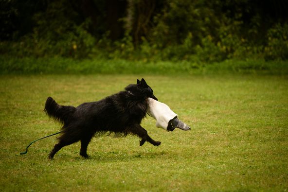 6 years, protection training 4